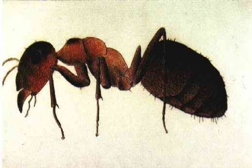 Formica polyctena