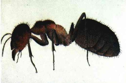 Formica pratensis
